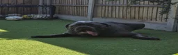 Cane Corso dogs for sale: ⭐️ ICCF 1 YEAR OLD MALE ⭐️ in Longfield - Advert 5