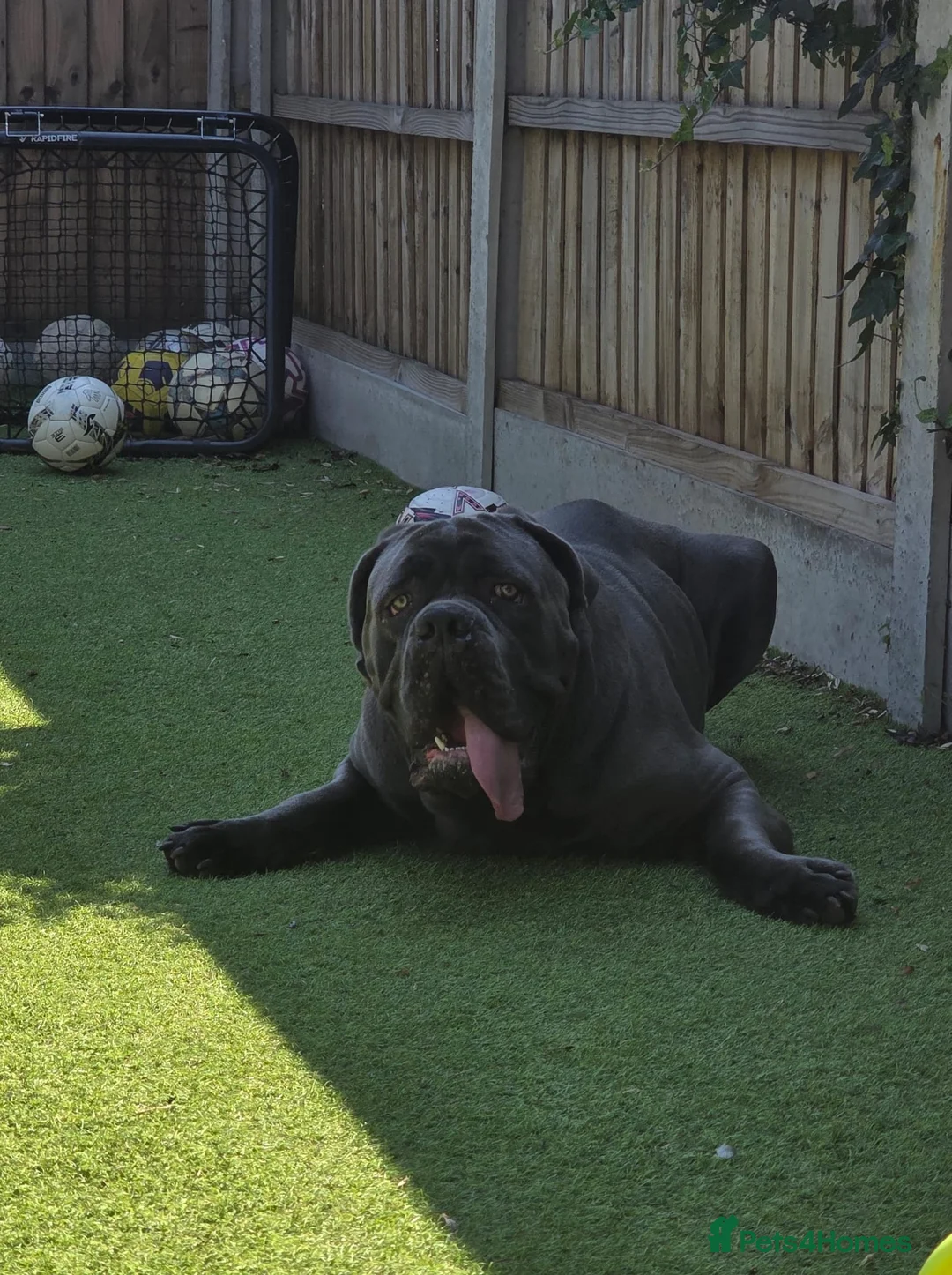 Cane Corso dogs for sale: ⭐️ ICCF 1 YEAR OLD MALE ⭐️ in Longfield - Advert 5