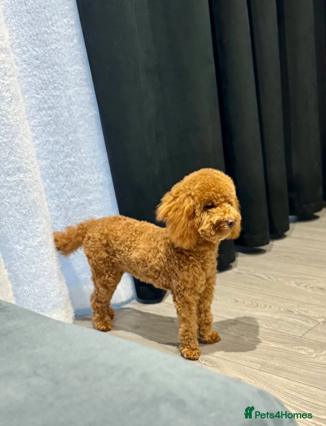 Toy Poodle dogs for sale: Toy Poodle for Sale – 7 Months Old - Advert 2