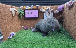 Continental Giant rabbits for sale: Pure Continental Giant Vaccinated  - Image 26