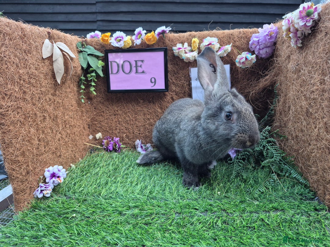 Continental Giant rabbits for sale: Pure Continental Giant Vaccinated  - Image 26