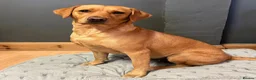 Labrador Retriever dogs for sale: KC registered Fox Red Labrador Puppies - Advert 1