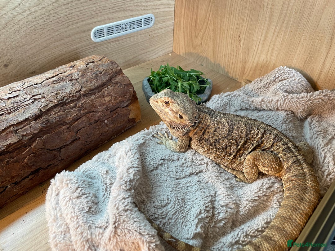 Bearded Dragon reptiles for sale: Bearded dragon and full set up - Image 2