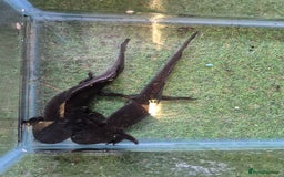 Other/Mixed Breed fish for sale: Axolotl breeding pair - Image 4