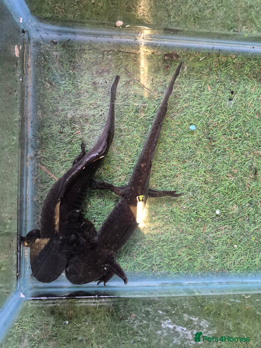 Other/Mixed Breed fish for sale: Axolotl breeding pair - Image 4