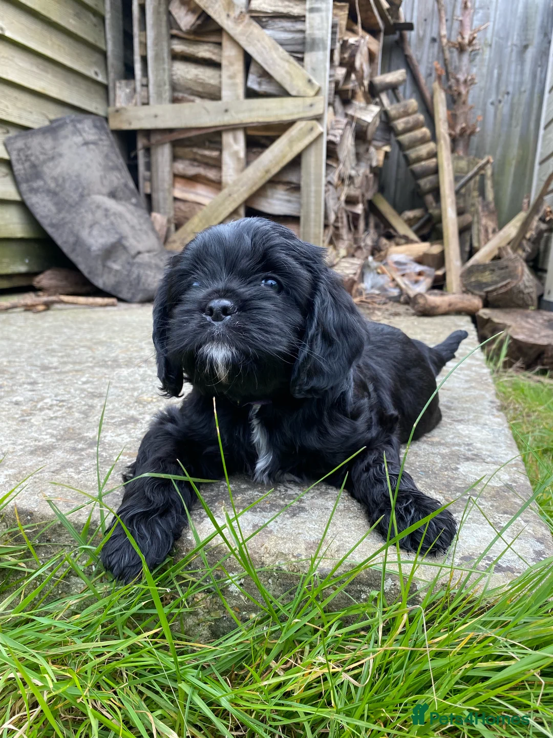 Cavalier King Charles Spaniel dogs for stud: KC Reg Cavalier King Charles Spaniel for Stud in Eastbourne - Advert 21