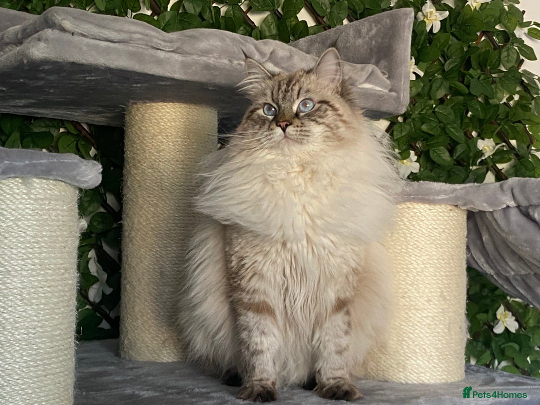 Siberian cats for sale: 🌓Word Champion Grandfather 🌖 - Advert 17