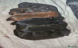 Mixed Breed dogs for sale: Last little girl of the litter left - Image 13
