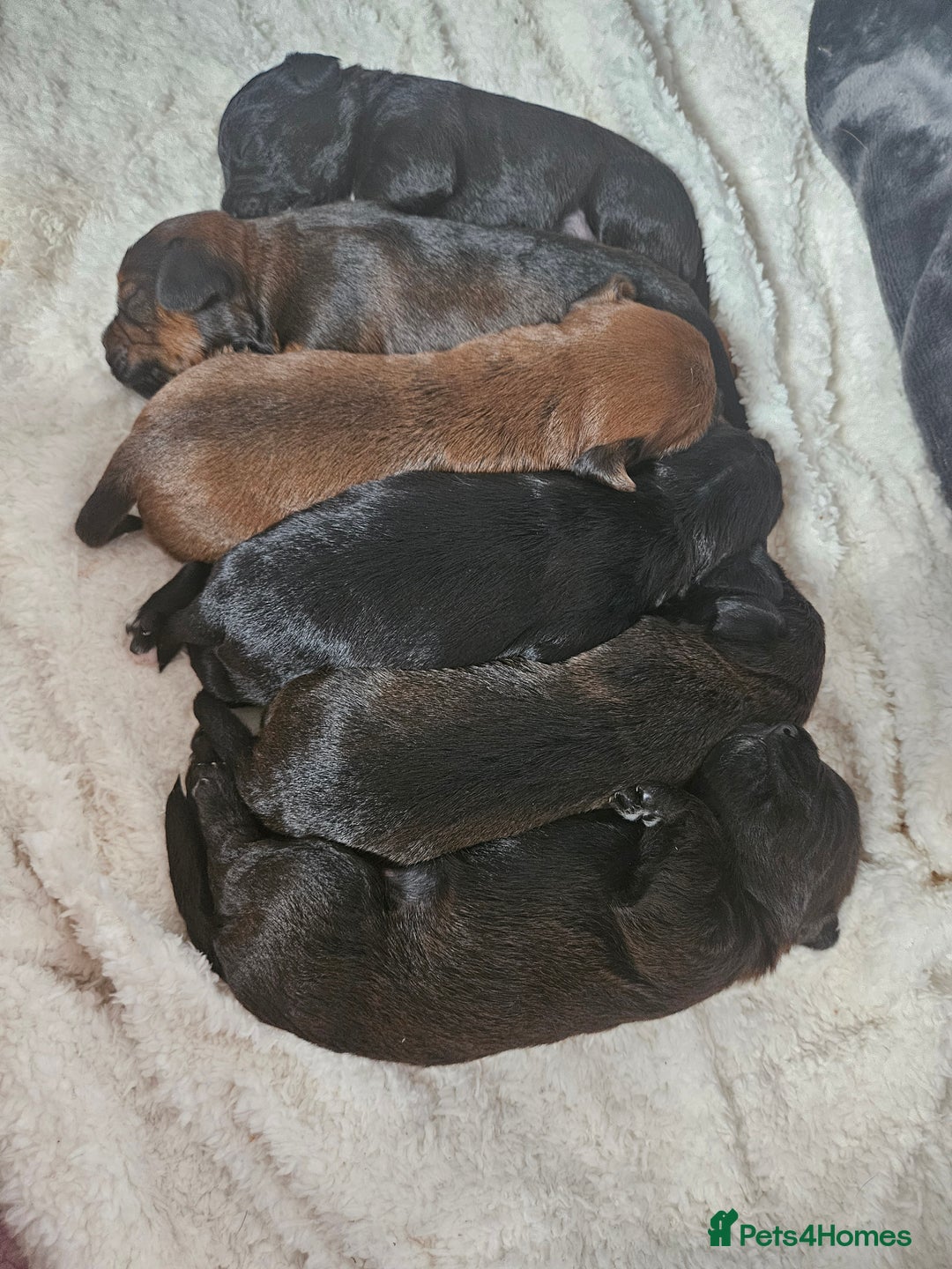 Mixed Breed dogs for sale: Last little girl of the litter left - Image 13