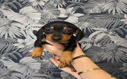 Dachshund dogs for sale: 5 lovely pups for sale  - Image 3