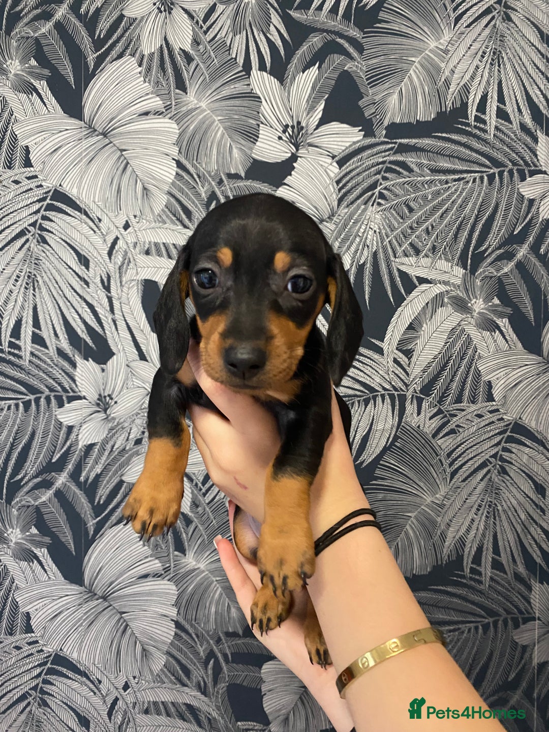 Dachshund dogs for sale: 5 lovely pups for sale  - Image 3