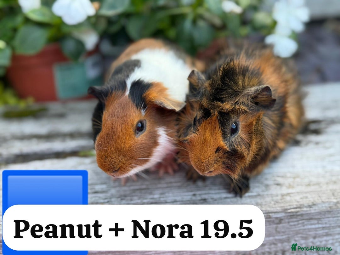 Guinea Pig rodents for sale: Baby guinea pigs ready now. Sheffield - Image 11