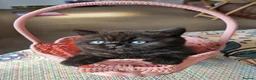 Persian cats for sale: Chunky Persian × British  - Advert 13