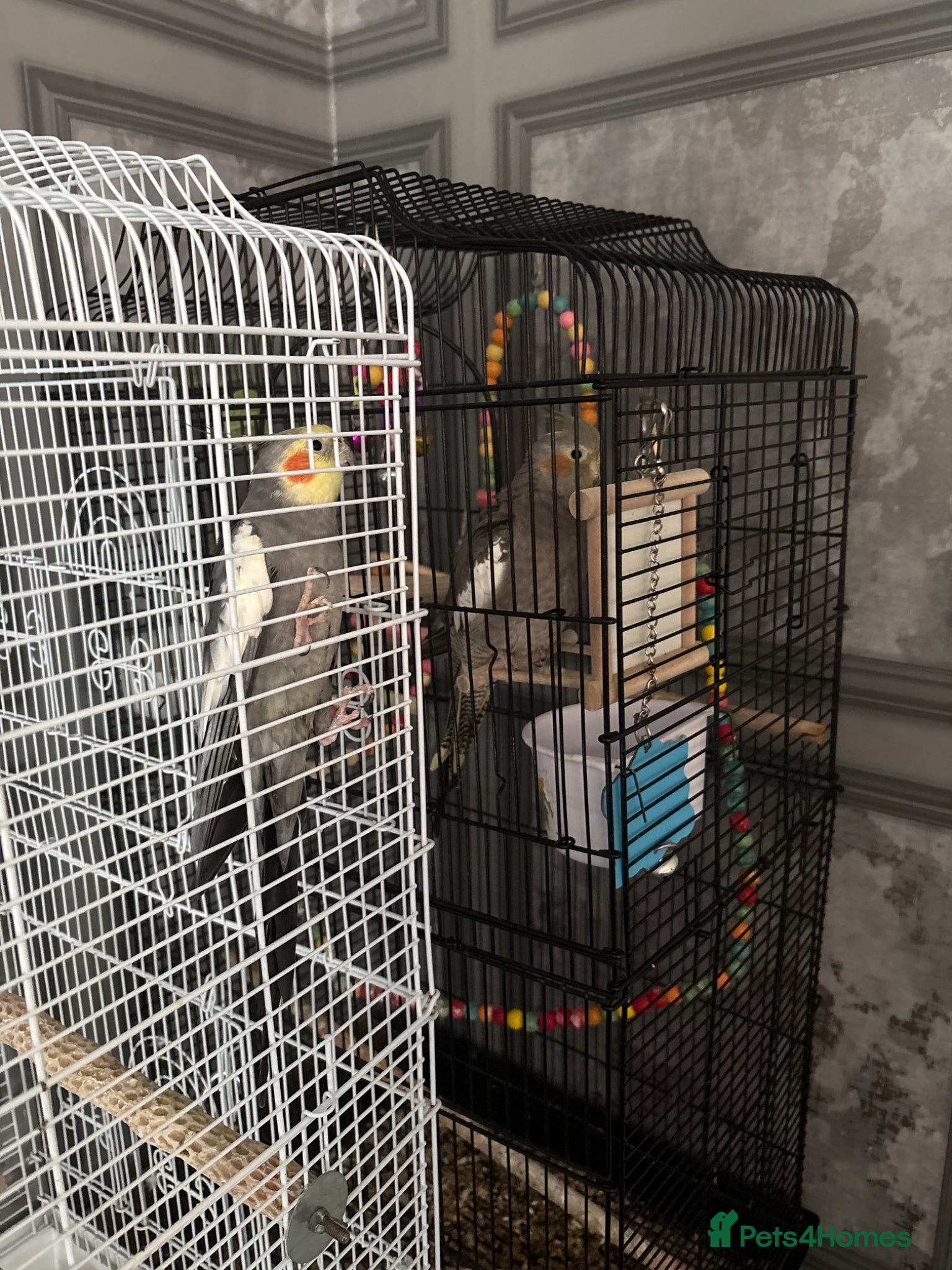 Cockatiels birds for sale: 2 cockatiels with cages male and female  in Bury - Advert 3