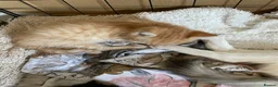 Mixed Breed cats for sale: 3 Beautiful Ginger Mix Siamese Boys Ready Now in Sutton-in-Ashfield - Advert 16