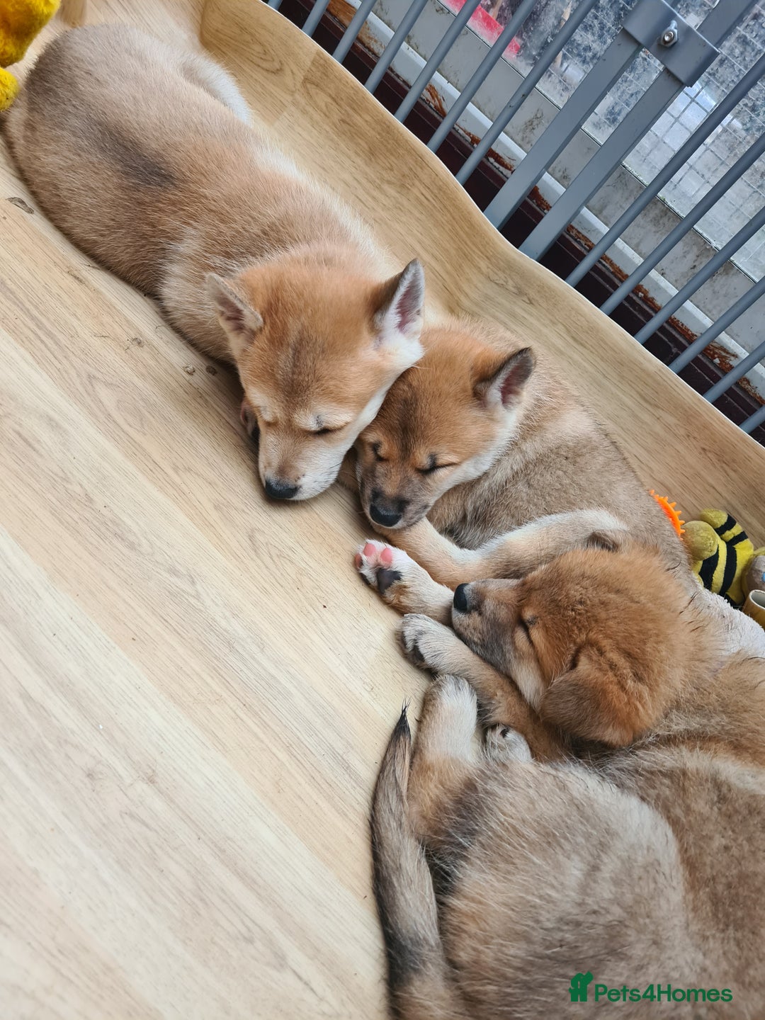 Mixed Breed dogs for sale: Czech Wolfdog × Akita/Malamute Puppies - Advert 15