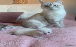 Siamese cats for sale: Siamese x Maine coon  - Advert 2