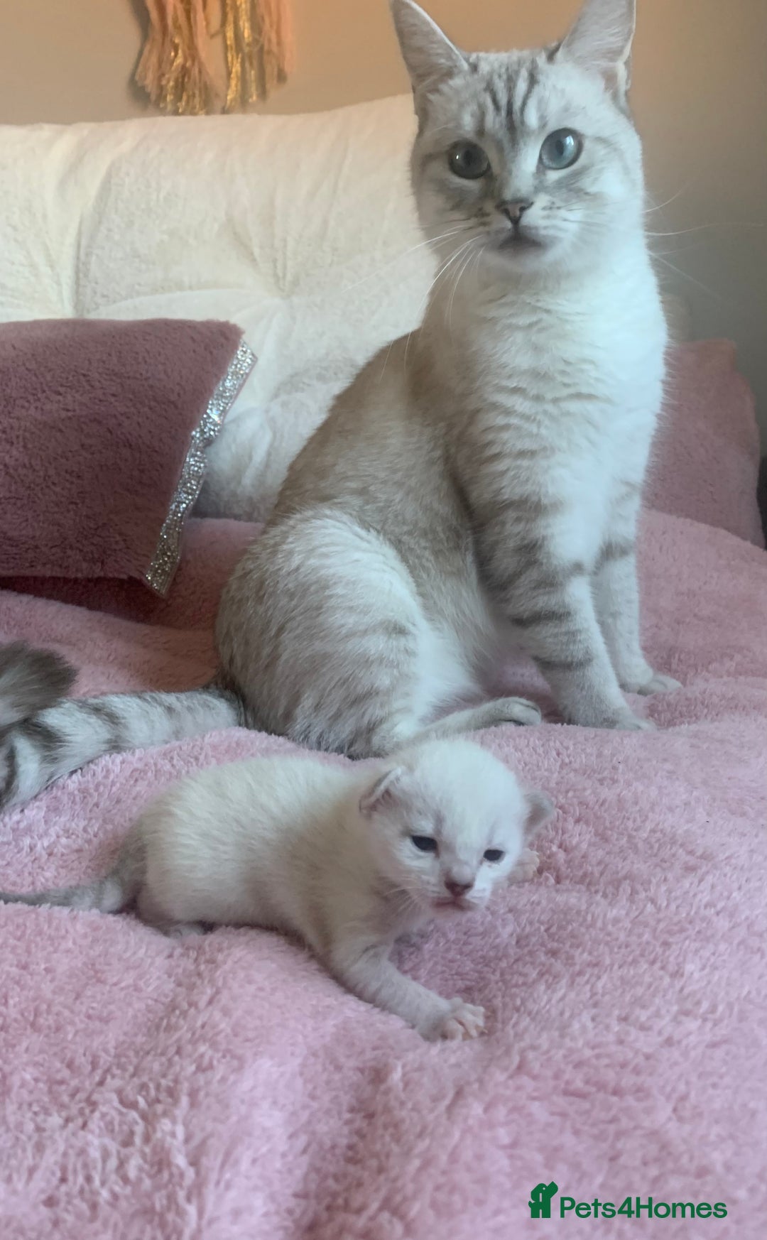 Siamese cats for sale: Siamese x Maine coon  - Advert 2