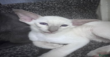 Siamese cats - Advert 4