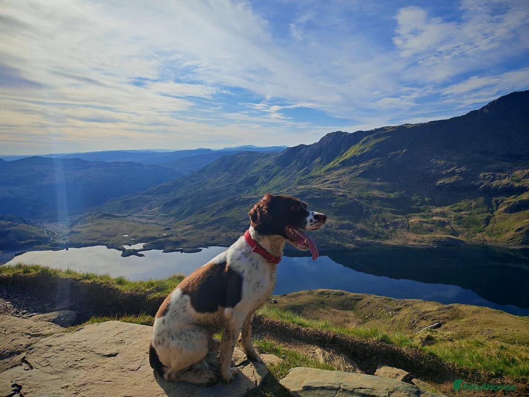 English Springer Spaniel dogs for stud: Hugo - Champion Lineage Springer Spaniel for Stud - Advert 1