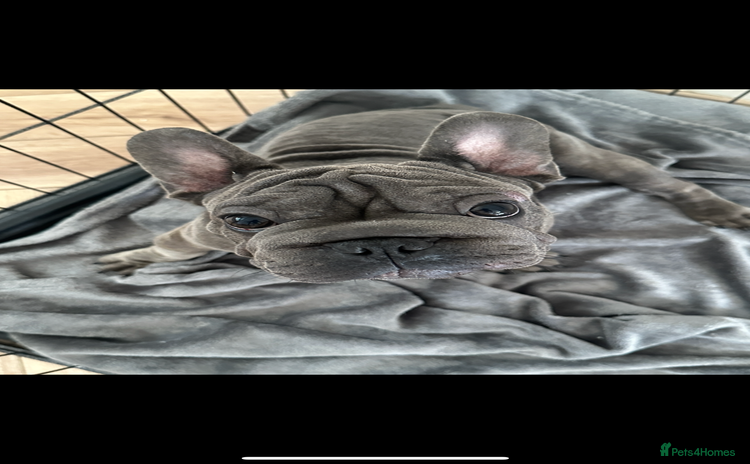 French Bulldog dogs - Advert 12