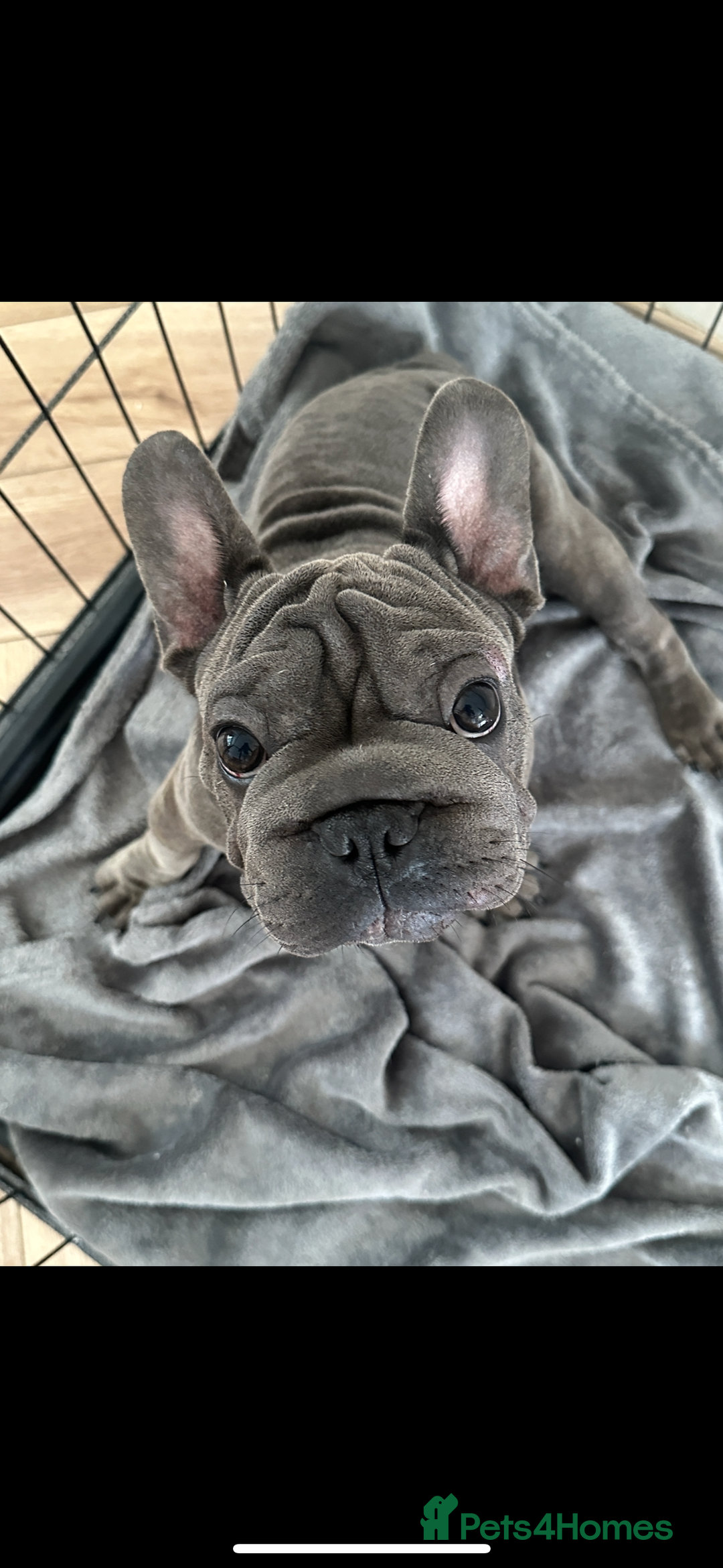 French Bulldog dogs for sale: French bulldogs looking for forever homes - Image 1