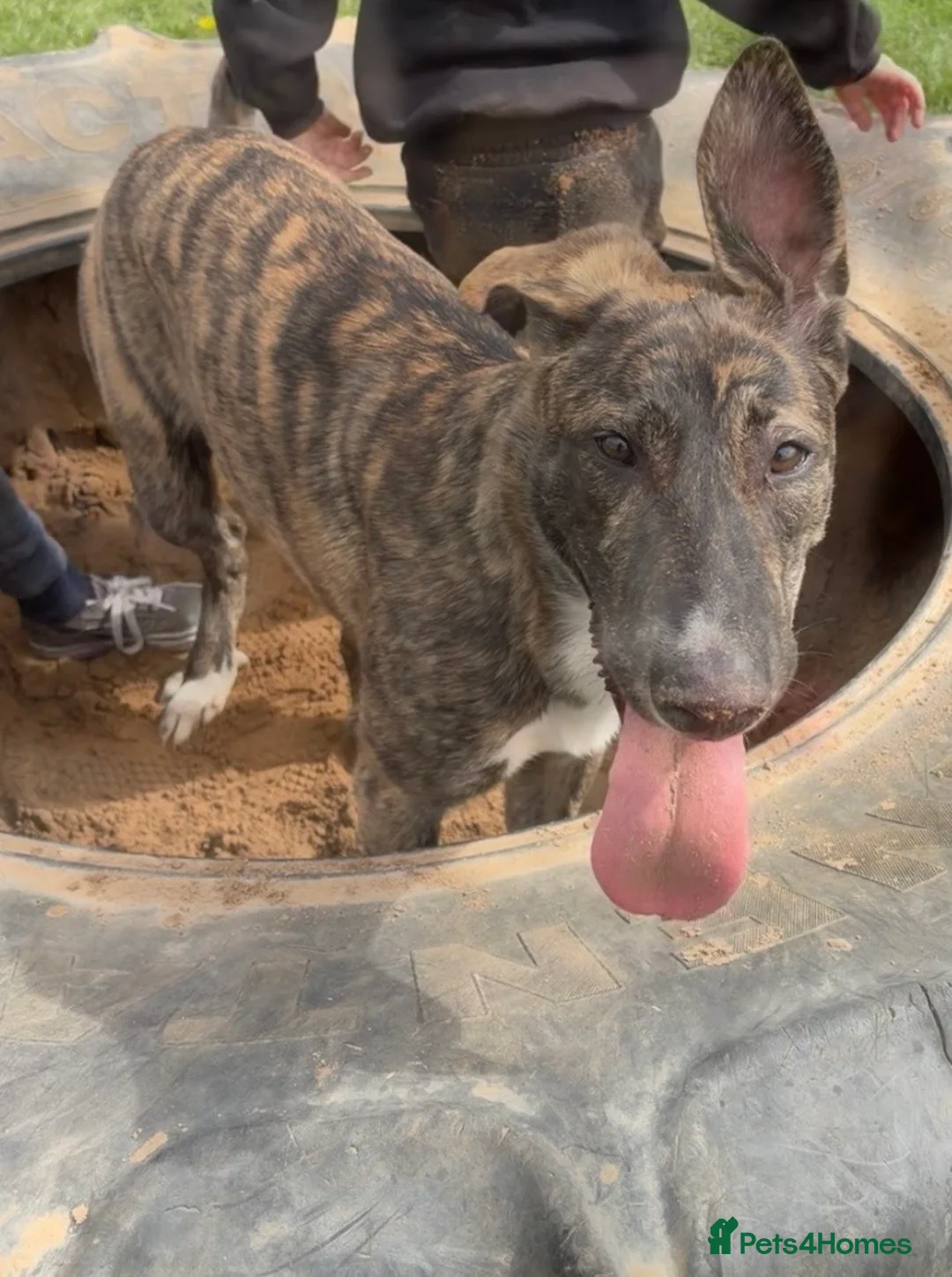 Mixed Breed dogs for sale: Nova, 10 months  - Advert 1