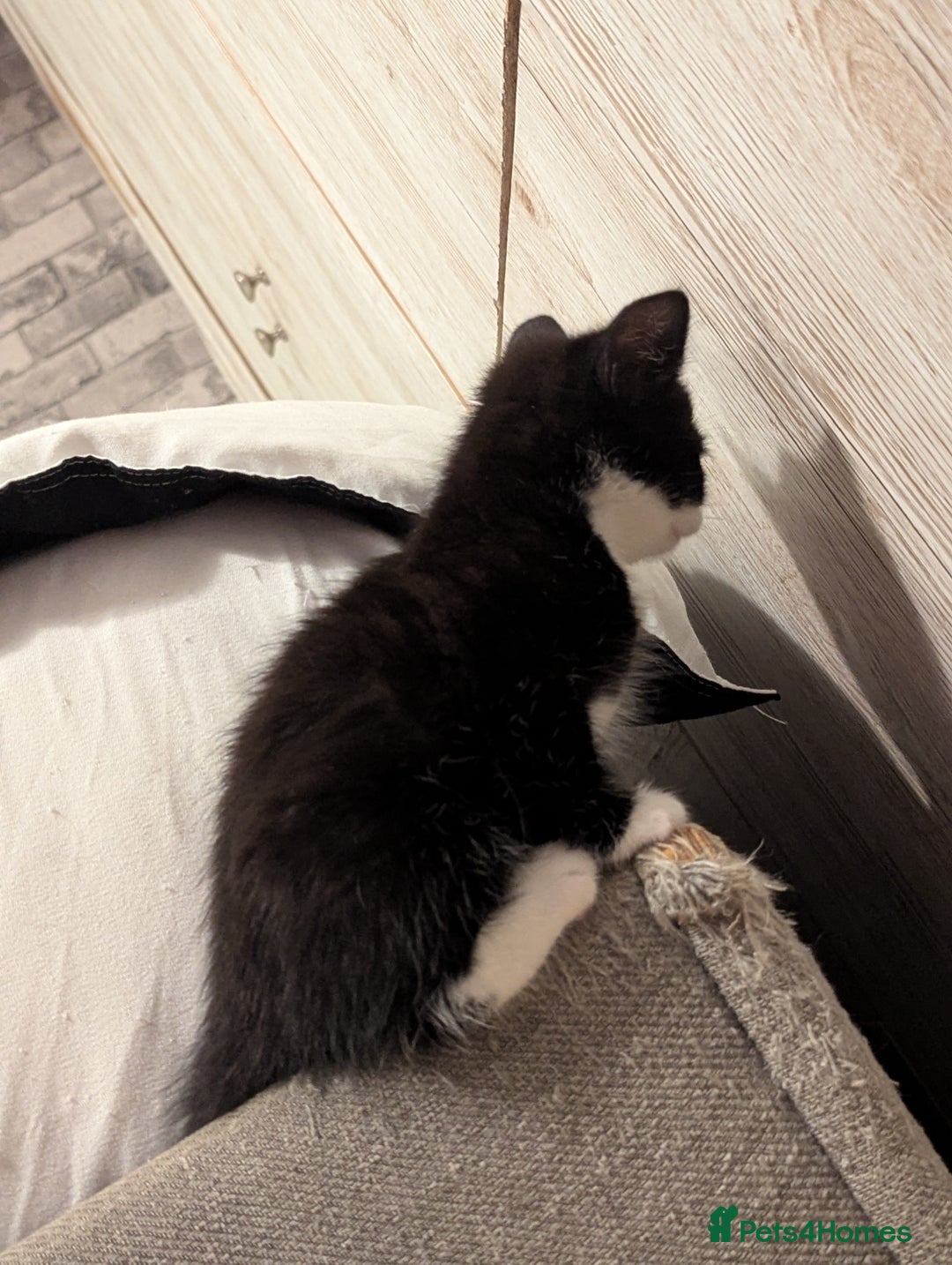 Bombay cats for sale: Beautiful kittens perfect for  **   ** s  - Advert 7