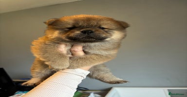 Chow Chow dogs - Advert 1