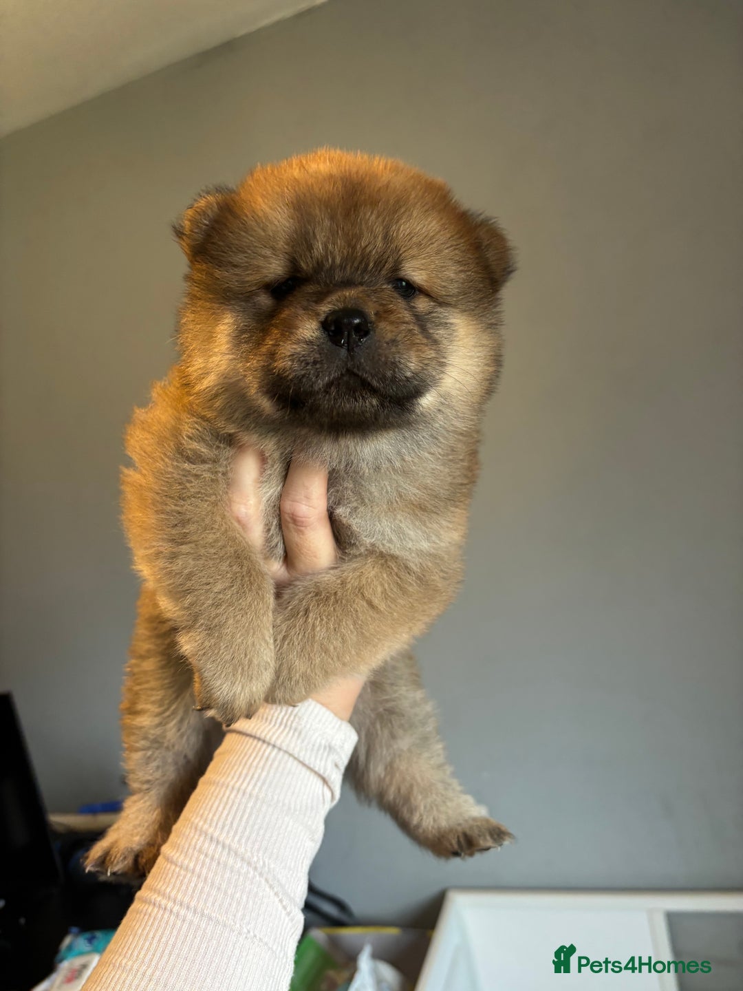 Chow Chow dogs for sale: 3 Stunning chow chow for sale  - Image 2