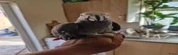 Parrots birds for sale: Super silly tame African Greys  - Advert 3