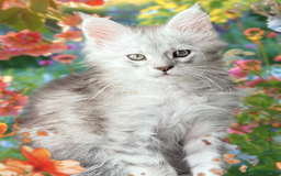 Maine Coon cats for sale: Outstanding pedigree Maine coons  - Image 7