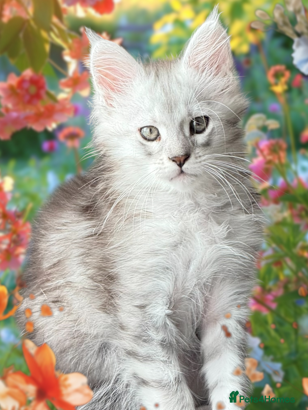 Maine Coon cats for sale: Outstanding pedigree Maine coons  - Image 7
