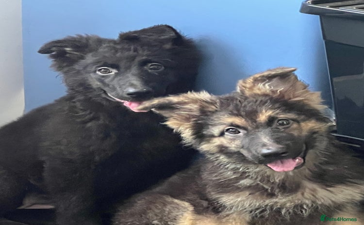 German Shepherd dogs - Advert 2
