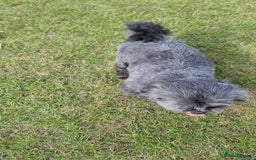 Shih Tzu dogs for sale: Loving cheeky Shihtzu for loving home ❤️ - Image 20
