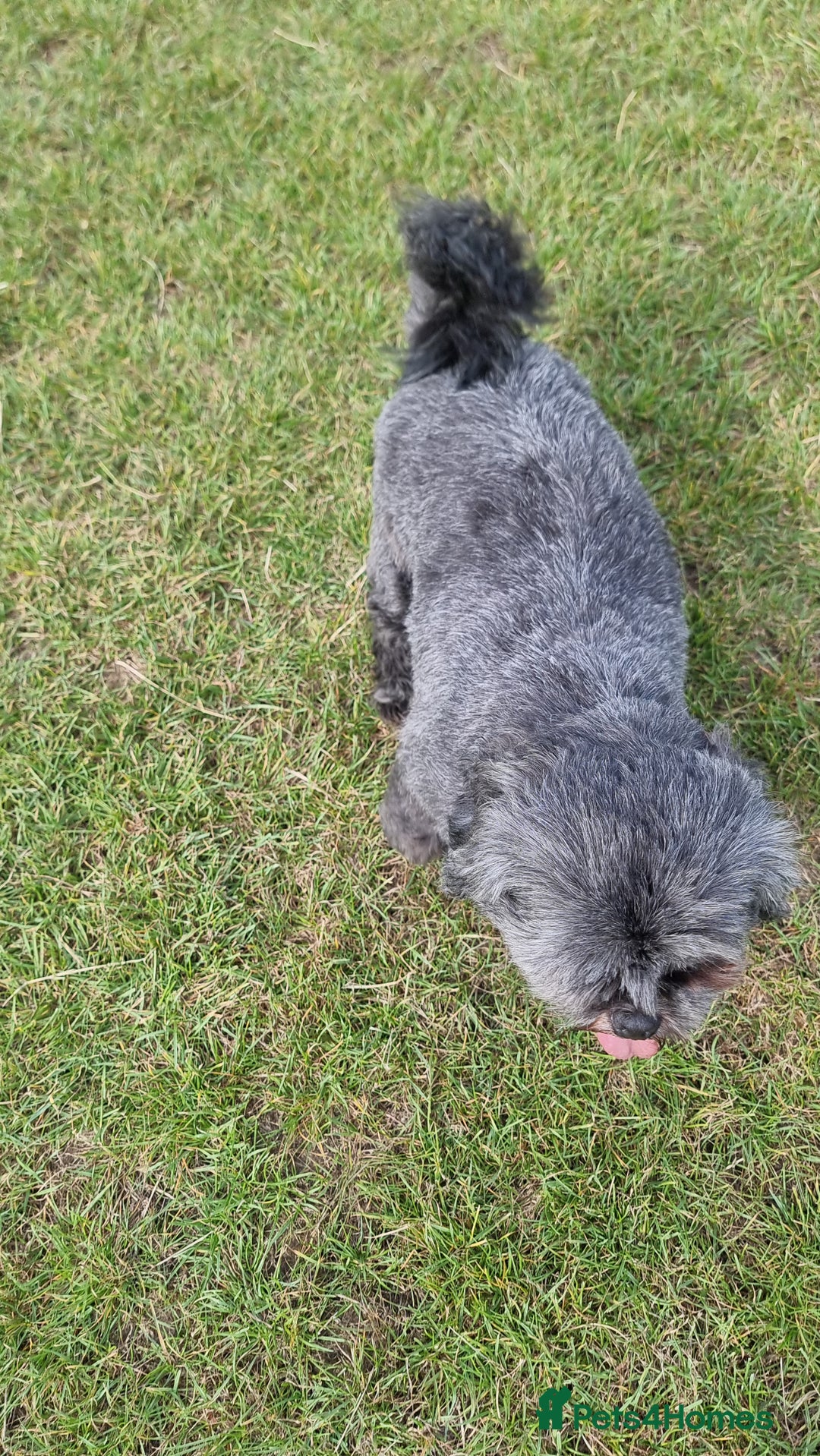 Shih Tzu dogs for sale: Loving cheeky Shihtzu for loving home ❤️ - Image 20