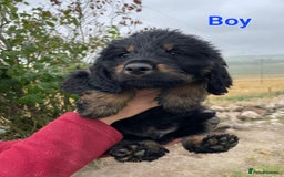 Mixed Breed dogs for sale: GORGEOUS ROTTLE PUPPIES - Image 2