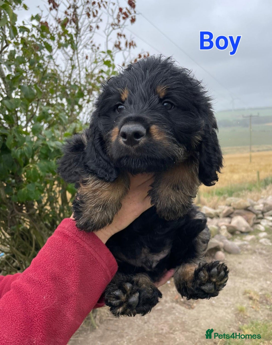 Mixed Breed dogs for sale: GORGEOUS ROTTLE PUPPIES - Image 2