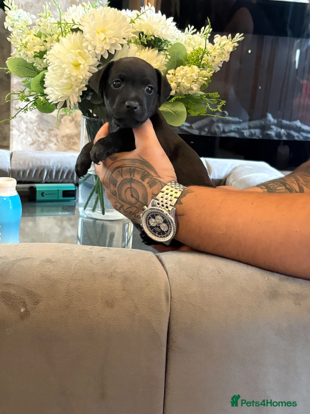 Patterdale Terrier dogs for sale: Beautiful patterdale  - Advert 1