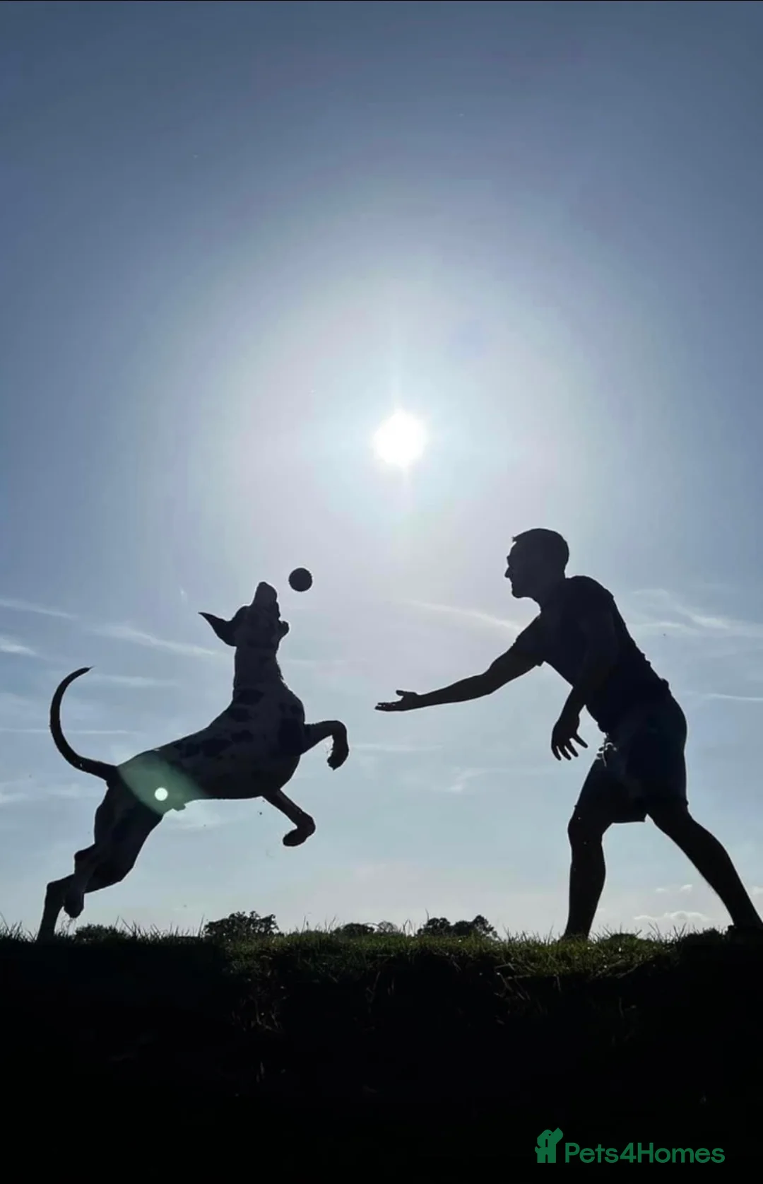 Great Dane dogs for stud: Karl the Great Dane for stud  in London - Advert 12