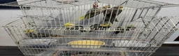Cockatiels birds for sale: Family of 6 Cockatiels for Sale -Good price in Ilford - Advert 1