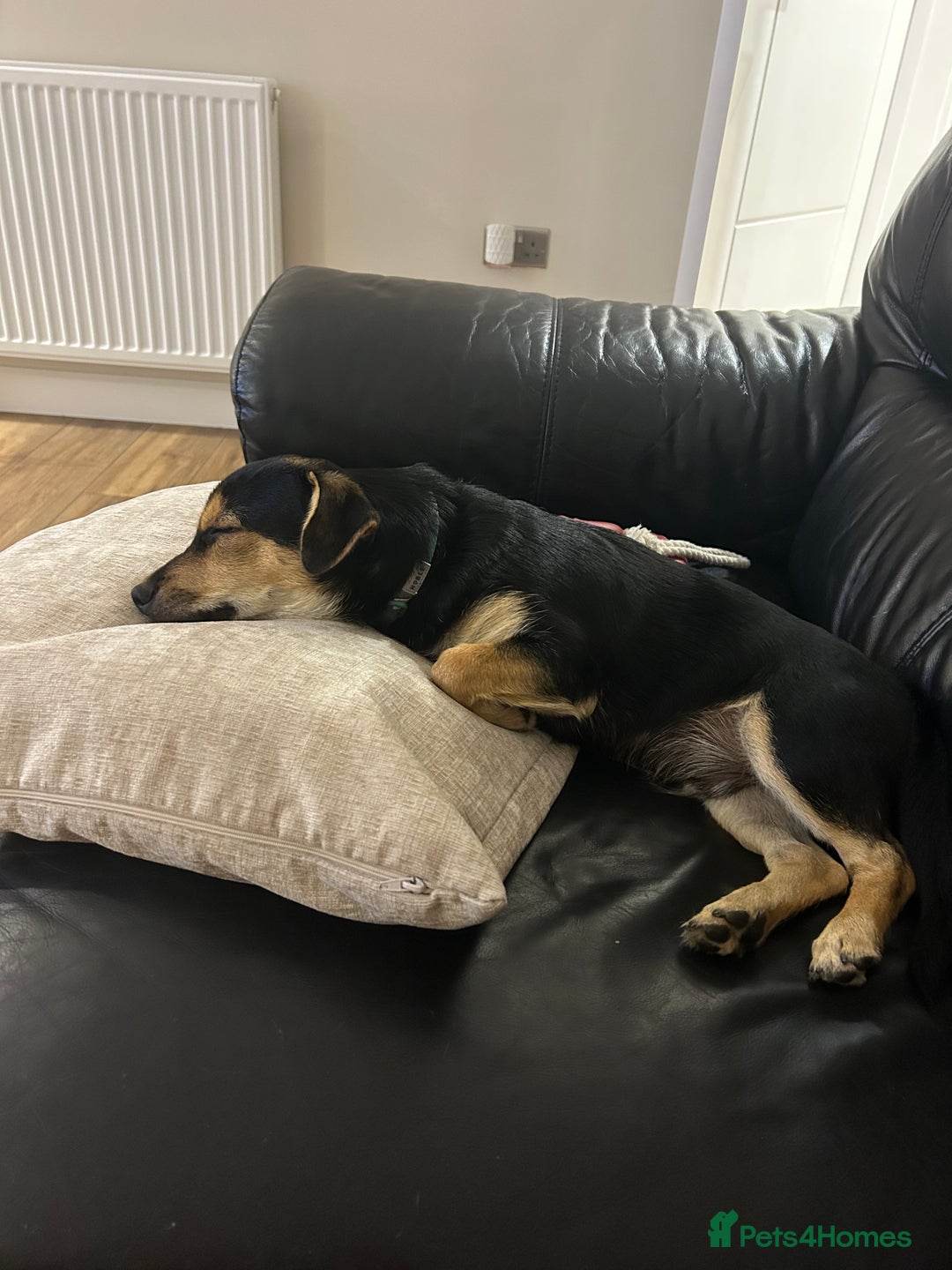 Chorkie dogs for sale: 7 month Chorkie for adoption - Advert 3