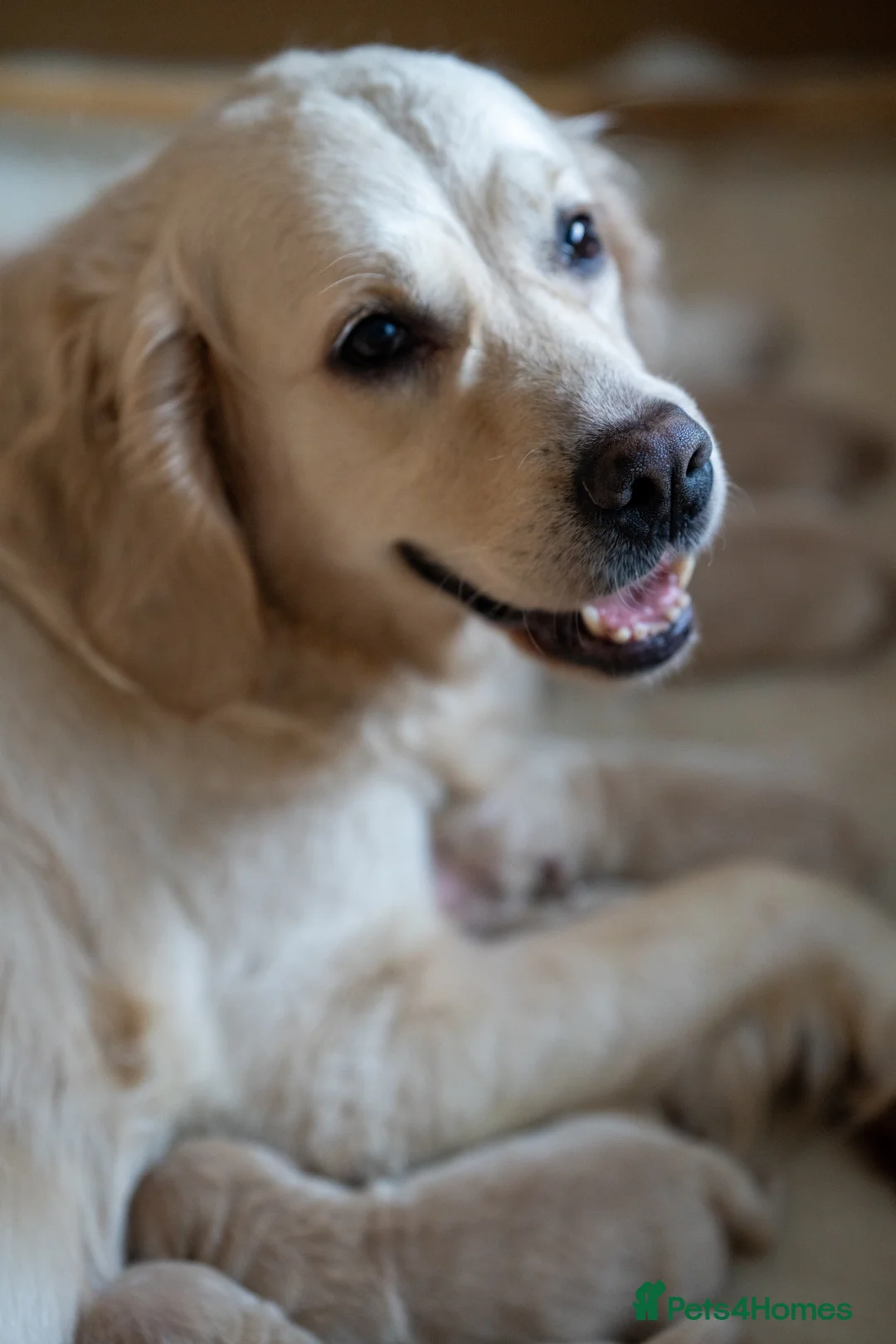 Golden Retriever dogs for sale: KC Registered Golden Retriever Puppies - Advert 3