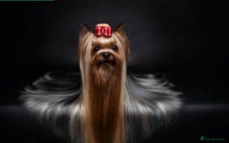 Yorkshire Terrier dogs for sale: Boy Yorkshire Terrier  - Image 10