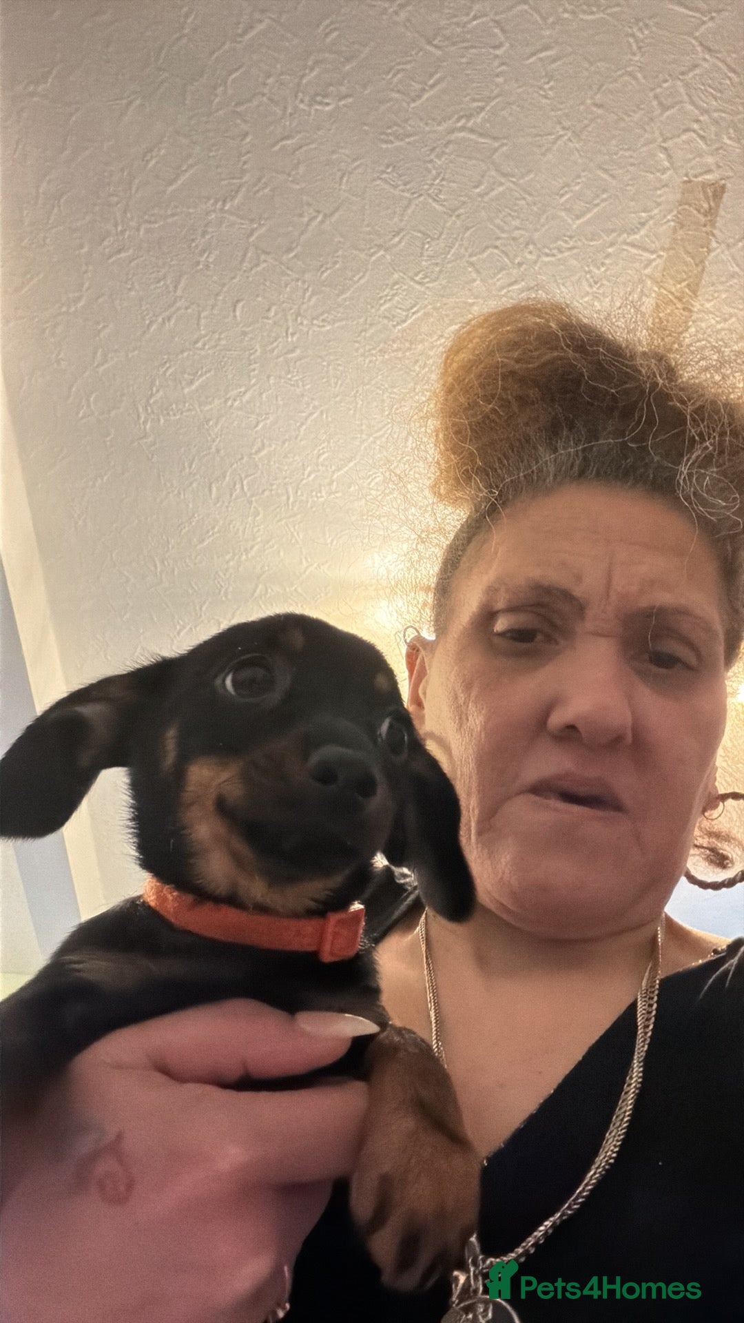 Mixed Breed dogs for sale: Dorkies  - Advert 3