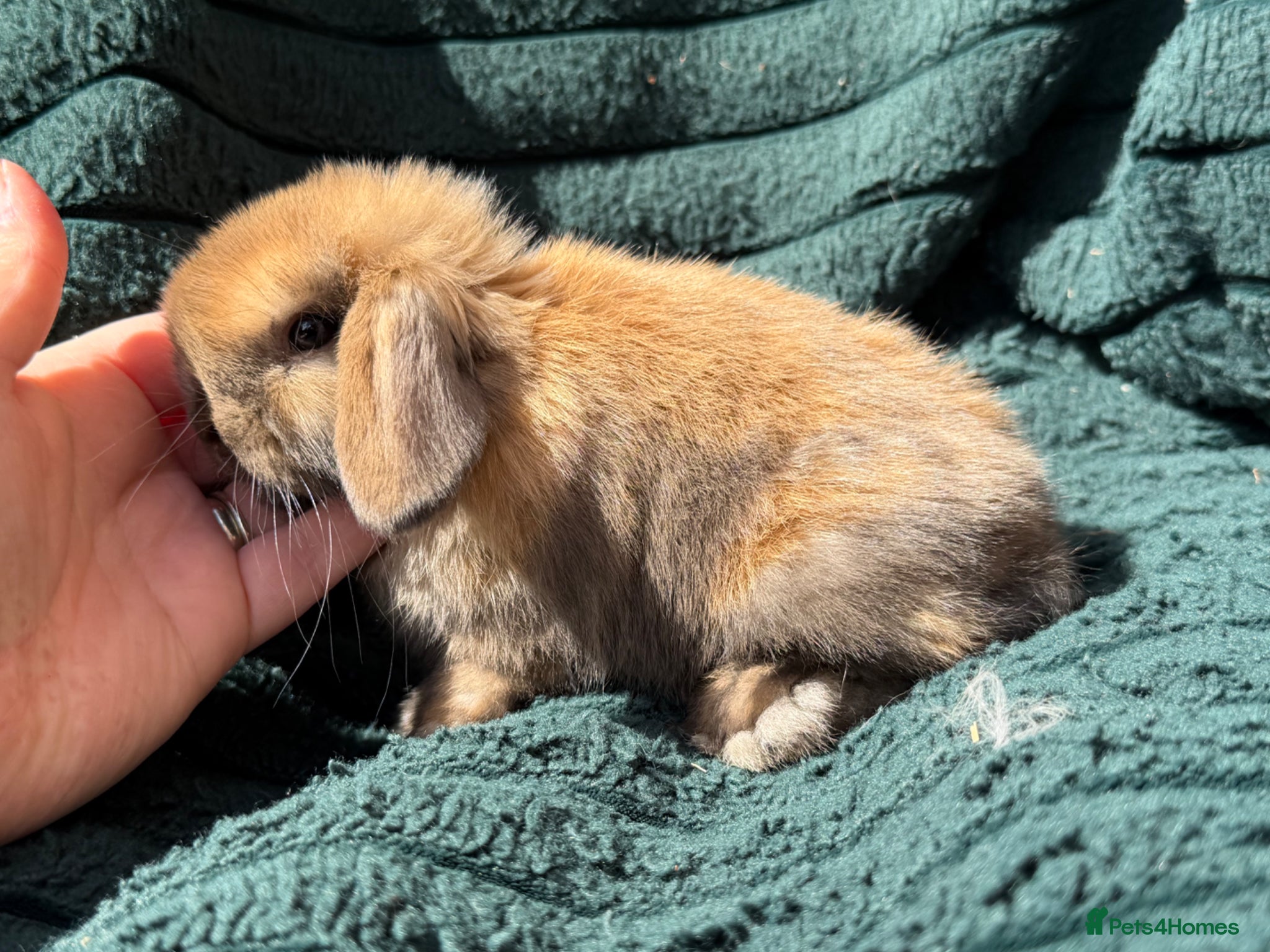 Mini Lop rabbits for sale: stunning baby girl ready now - Advert 11
