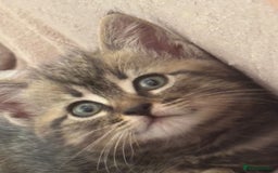 American Shorthair cats for sale: Amazing playful boy is looking for a loving family - Image 2
