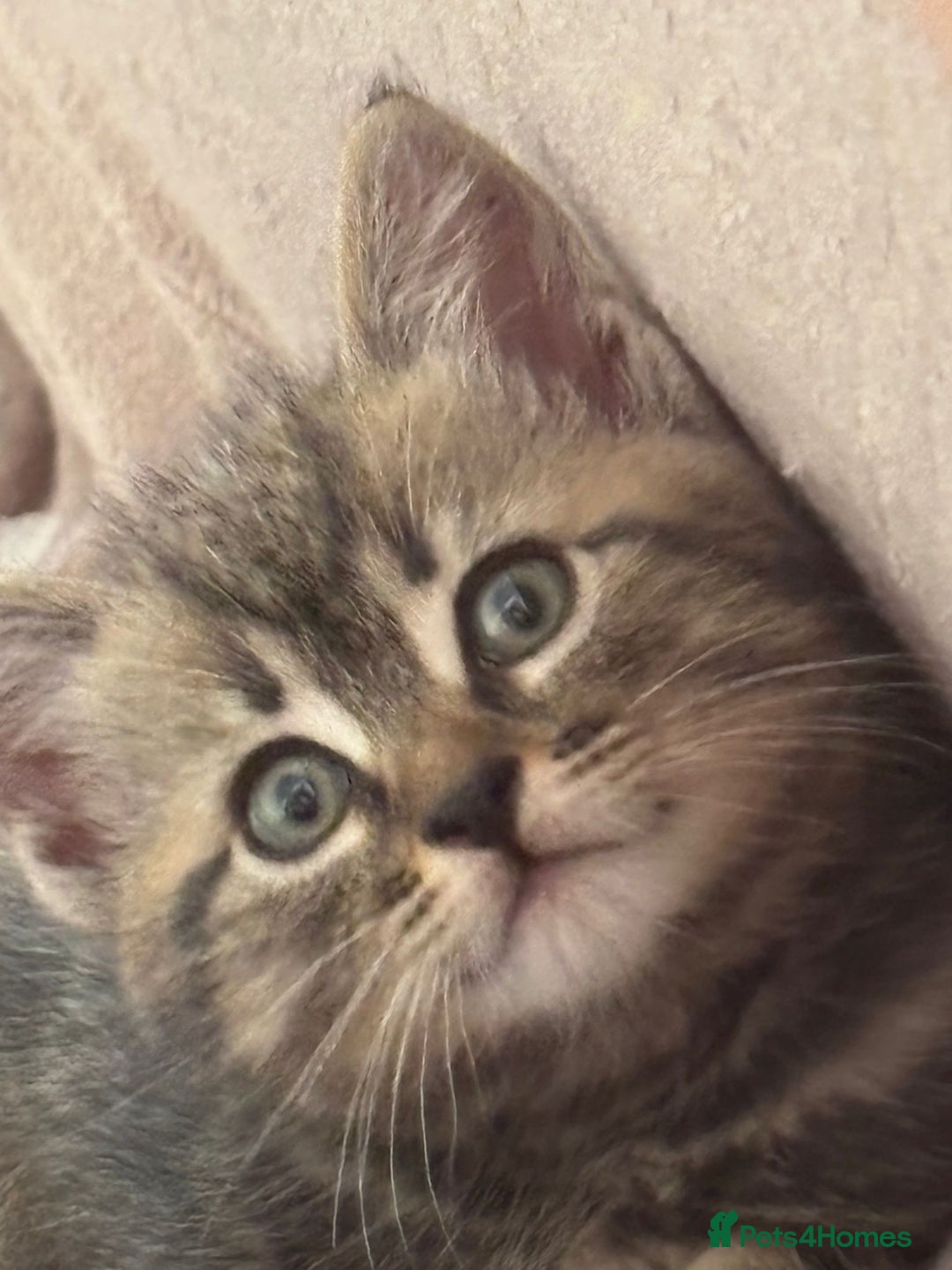 American Shorthair cats for sale: Amazing playful boy is looking for a loving family - Image 2