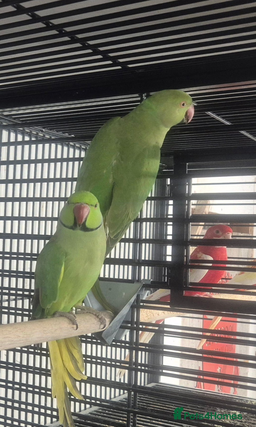 Parakeets birds for sale: Finches canarys doves parakeet  - Advert 1