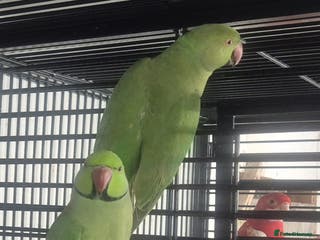 Parakeets birds Finches canarys doves parakeet - Advert 2